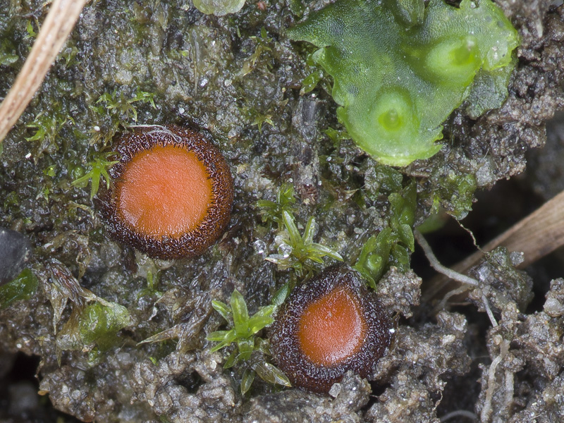 Scutellinia nigrohirtula